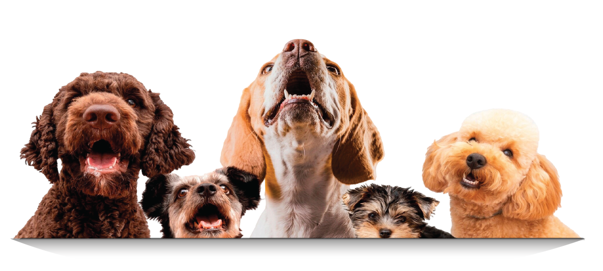 Rescued.cl identifica a tu mascota con un QR!